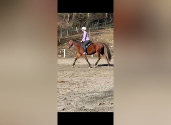 Koń angloarabski, Klacz, 4 lat, 156 cm, Ciemnogniada