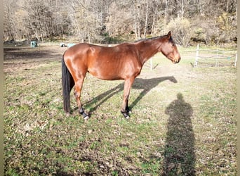Koń angloarabski, Klacz, 4 lat, 157 cm, Gniada