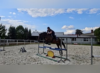 Koń angloarabski Mix, Klacz, 4 lat, 170 cm, Gniada
