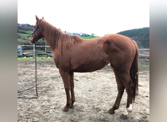 Koń angloarabski, Klacz, 4 lat, 171 cm, Kasztanowata