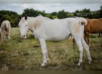 Koń angloarabski, Klacz, 6 lat, 151 cm, Biała