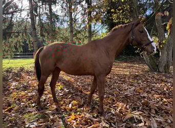 Koń angloarabski, Klacz, 6 lat, 159 cm, Kasztanowata