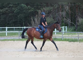 Koń angloarabski, Klacz, 6 lat, 162 cm, Gniada