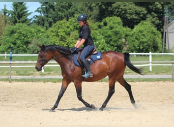 Koń angloarabski, Klacz, 6 lat, 162 cm, Gniada