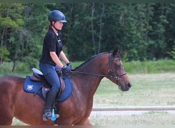 Koń angloarabski, Klacz, 6 lat, 162 cm, Gniada