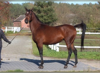 Koń angloarabski, Klacz, 6 lat, 162 cm, Gniada