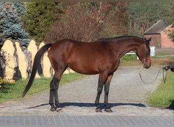 Koń angloarabski, Klacz, 6 lat, 162 cm, Gniada