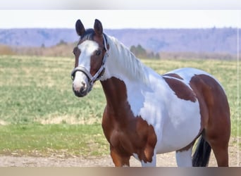 Koń angloarabski, Klacz, 6 lat, 163 cm, Overo wszelkich maści