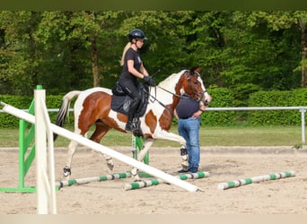 Koń angloarabski, Klacz, 6 lat, 163 cm, Overo wszelkich maści