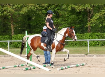 Koń angloarabski, Klacz, 6 lat, 163 cm, Overo wszelkich maści