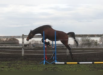 Koń angloarabski, Klacz, 7 lat, 162 cm, Gniada