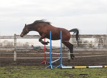 Koń angloarabski, Klacz, 7 lat, 162 cm, Gniada