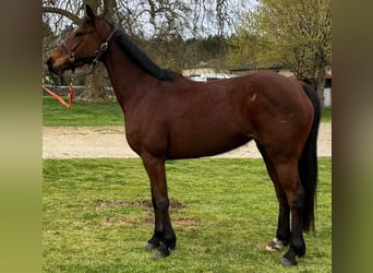 Koń angloarabski Mix, Klacz, 7 lat, 164 cm, Gniada