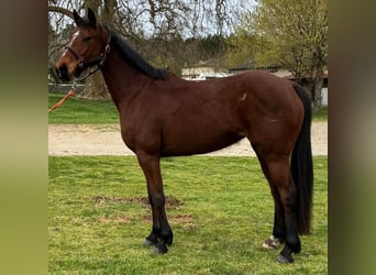 Koń angloarabski Mix, Klacz, 7 lat, 164 cm, Gniada