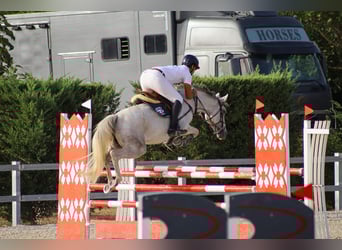 Koń angloarabski, Klacz, 8 lat, 160 cm, Siwa