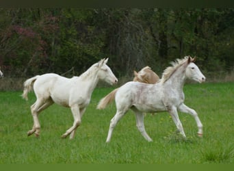 Koń angloarabski, Klacz, Źrebak (03/2025), 165 cm, Sabino