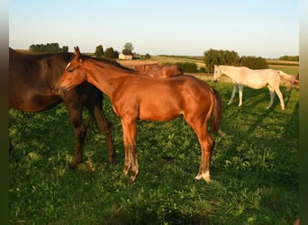 Koń angloarabski, Ogier, 1 Rok, 145 cm, Gniada