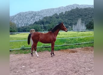 Koń angloarabski, Ogier, 1 Rok, 157 cm, Gniada