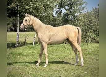 Koń angloarabski, Ogier, 1 Rok, 165 cm