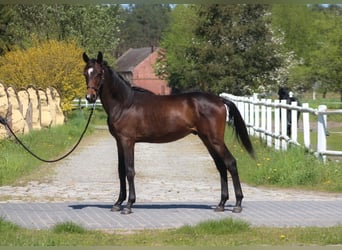 Koń angloarabski, Ogier, 1 Rok, 170 cm, Ciemnogniada