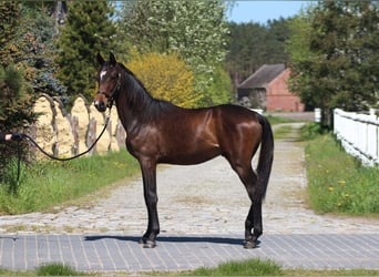 Koń angloarabski, Ogier, 1 Rok, 170 cm, Ciemnogniada