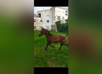 Koń angloarabski, Ogier, 1 Rok, Siwa