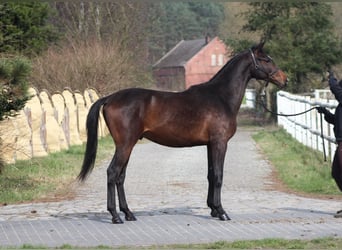 Koń angloarabski, Ogier, 2 lat, 170 cm, Ciemnogniada