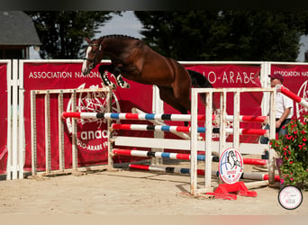 Koń angloarabski, Ogier, 3 lat, 165 cm, Gniada