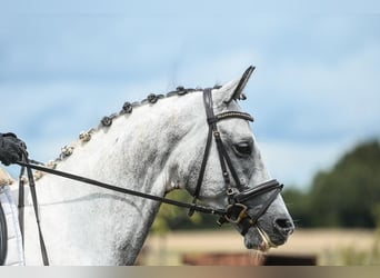 Koń angloarabski, Ogier, 5 lat, 164 cm, Srokata