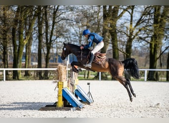 Koń angloarabski, Ogier, 6 lat, 164 cm, Ciemnogniada