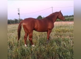 Koń angloarabski, Ogier, 7 lat, 158 cm, Kasztanowata