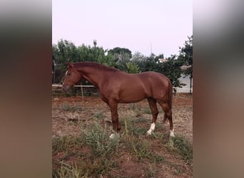 Koń angloarabski, Ogier, 7 lat, 158 cm, Kasztanowata