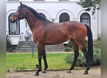 Koń angloarabski, Ogier, 6 lat, 166 cm, Gniada