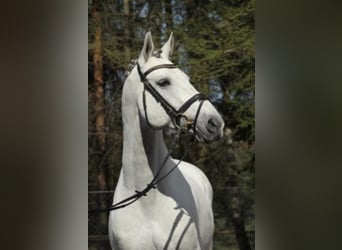 Koń angloarabski, Ogier, 28 lat, 165 cm, Siwa