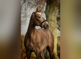 Koń angloarabski, Ogier, 3 lat, 164 cm, Siwa