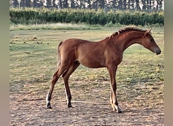 Koń angloarabski, Ogier, Źrebak (01/2025), Gniada