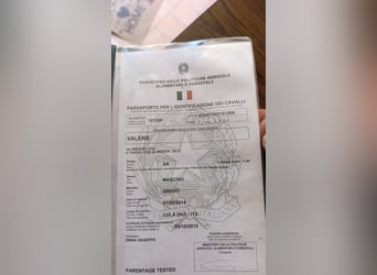 Koń angloarabski, Wałach, 11 lat, 155 cm, Siwa