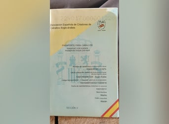 Koń angloarabski, Wałach, 24 lat, 168 cm, Kasztanowata