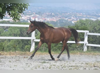 Koń angloarabski, Wałach, 2 lat, 155 cm, Gniada