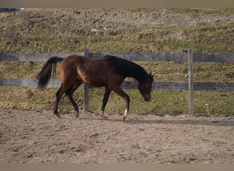 Koń angloarabski, Wałach, 2 lat, 158 cm, Stalowosiwy