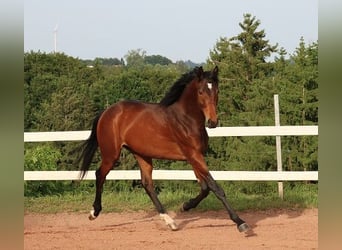 Koń angloarabski, Wałach, 2 lat, 160 cm, Ciemnogniada