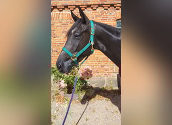 Koń angloarabski, Wałach, 3 lat, 159 cm, Siwa