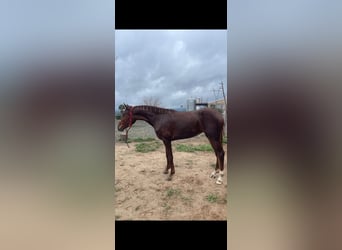 Koń angloarabski Mix, Wałach, 3 lat, 160 cm, Kasztanowata