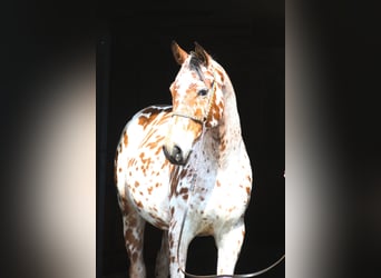 Koń angloarabski Mix, Wałach, 4 lat, 164 cm, Tarantowata