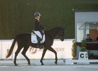 Koń angloarabski, Wałach, 4 lat, 166 cm, Kara