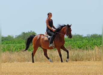 Koń angloarabski, Wałach, 5 lat, 155 cm, Gniada