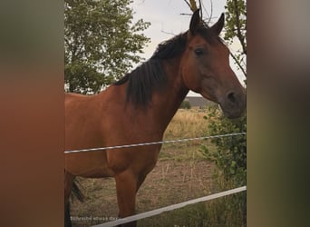 Koń angloarabski Mix, Wałach, 5 lat, 163 cm, Ciemnogniada