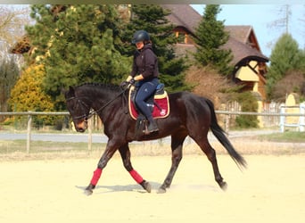 Koń angloarabski, Wałach, 5 lat, 163 cm, Skarogniada