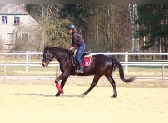 Koń angloarabski, Wałach, 5 lat, 163 cm, Skarogniada