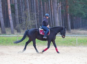 Koń angloarabski, Wałach, 5 lat, 163 cm, Skarogniada